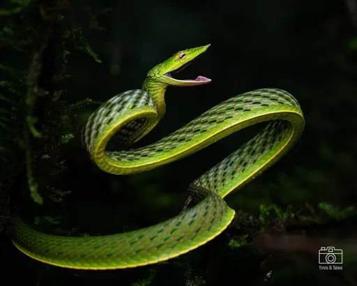 A thin, bright green Gunther's Vine Snake in a striking, curved pose amidst wet foliage on a rainy day.