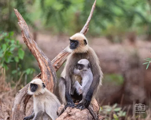 A mother Langur monkey sitting on a tree log, gently holding and cuddling its young baby.