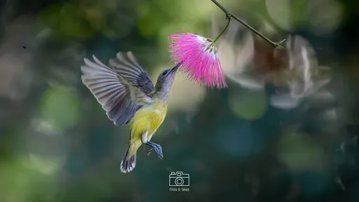 A tiny Little Spiderhunter bird hovering over a flower while collecting nectar.