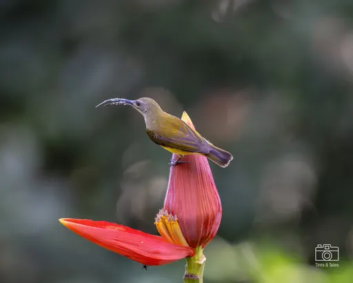 A small Little Spiderhunter bird perched on top of a large, purple banana flower.