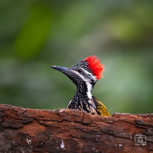 A brightly colored Flameback woodpecker foraging on a dry, weathered tree branch.