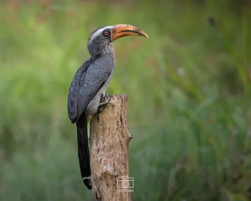 A Malabar Hornbill, with a large yellow and black casque and beak