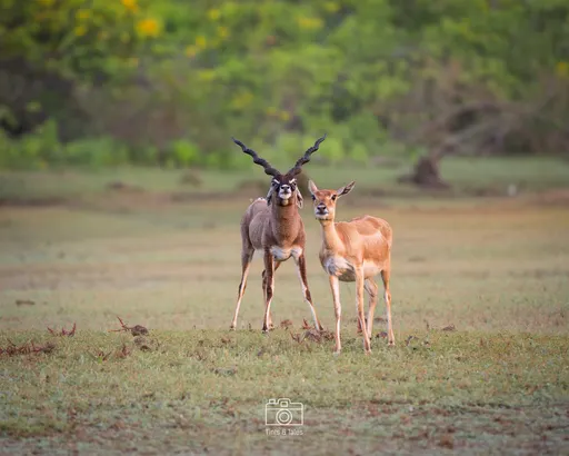 A pair of Blackbucks: a male with spiral horns and a female without, posing together.